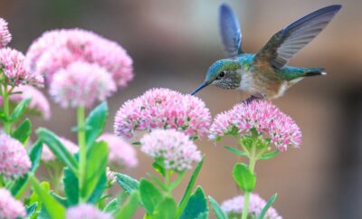 Wildlife in Paris, where to go